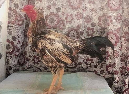 aseel java male 0