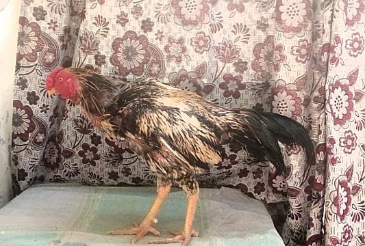 aseel java male 1