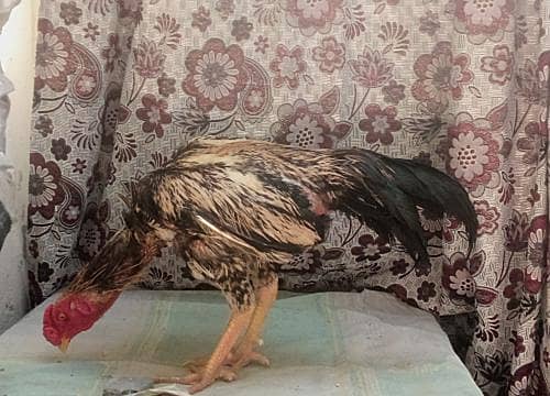 aseel java male 4