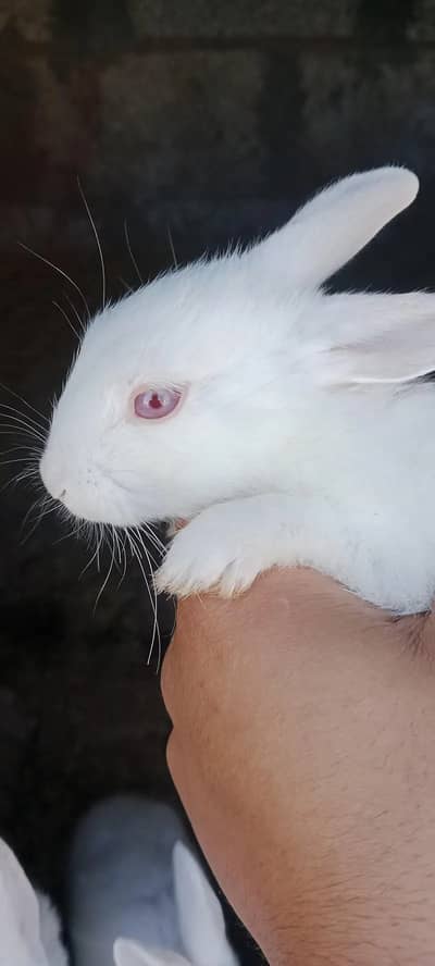 Pairs of red eyes white rabbits 1 month old