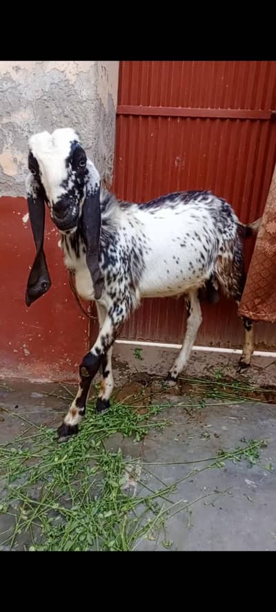 bakra