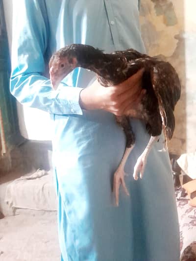 Aseel chiks of 6 month
