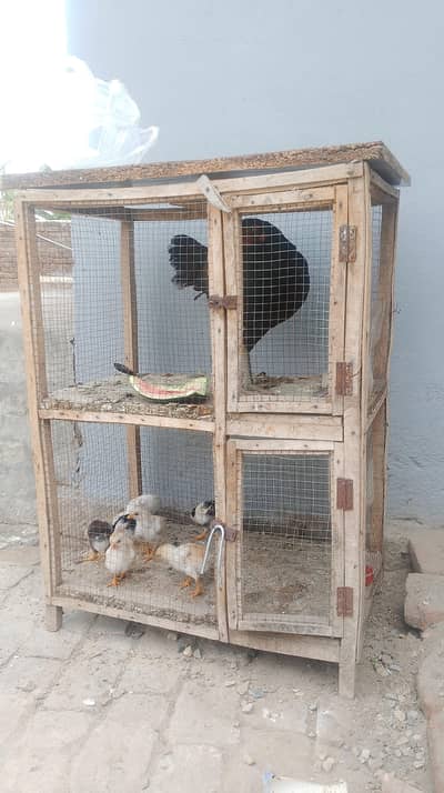 mushki aseel madi with 7 chicks and cage in cheap price