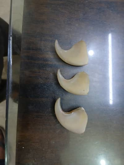 lion claws