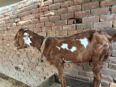 دیسی فیمیل بکری | Desi Female Goat | Ghar Pali Bakri | not giving milk