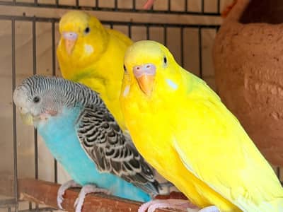 Astrlian parrots