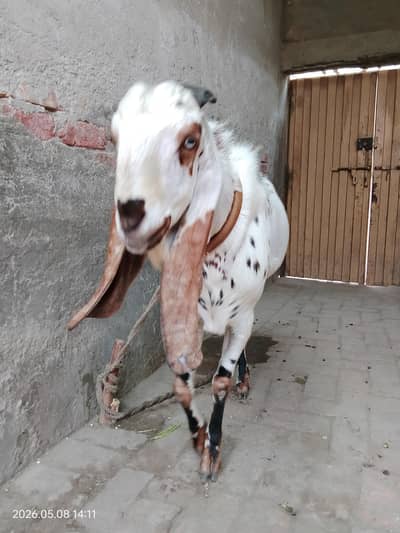 Donda Bakra for Qurbani for sale