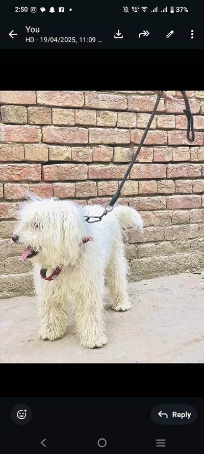 poodle  dog available for sell