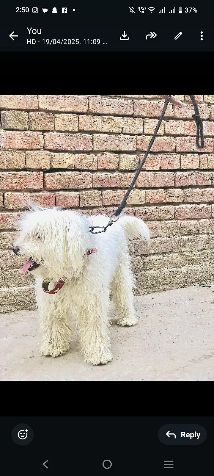 poodle  dog available for sell