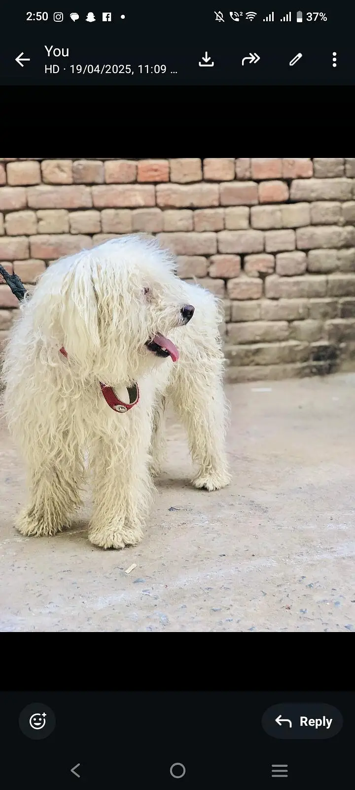 poodle  dog available for sell — photo 2