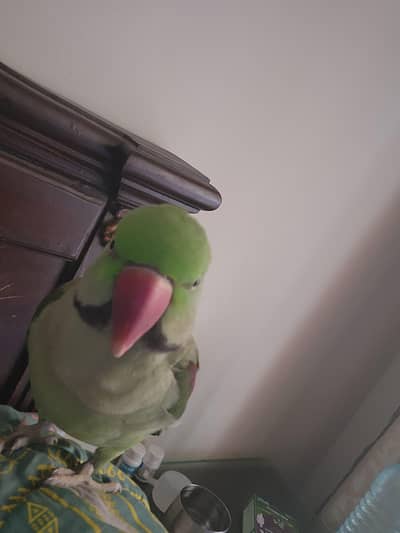 Alexander parrot for sell