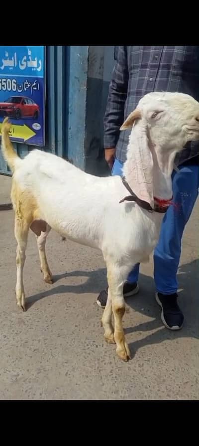 beautiful bakra