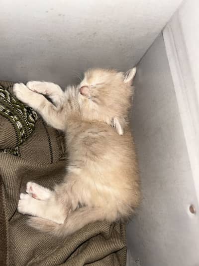 Cats baby for sale