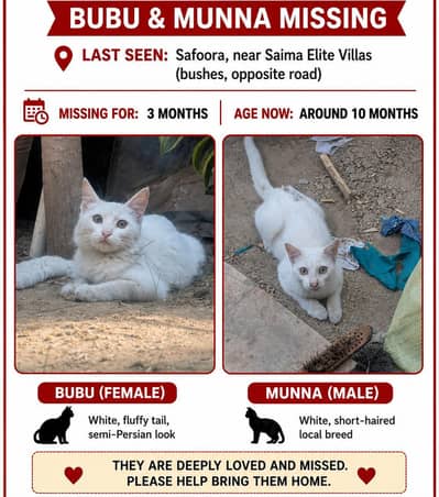 DUMPED CATS - HELP US FIND THEM