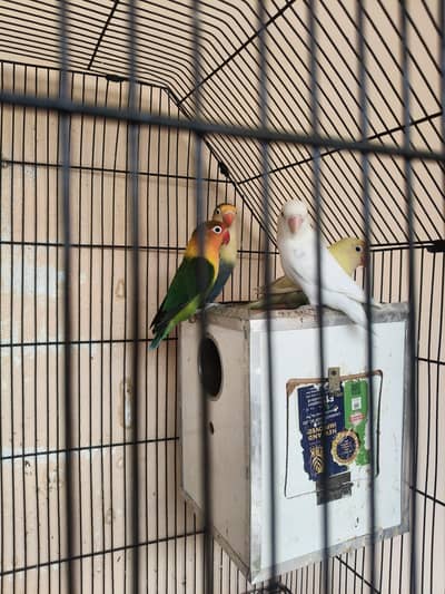 Love Birds For sale
