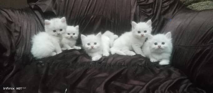 kittens