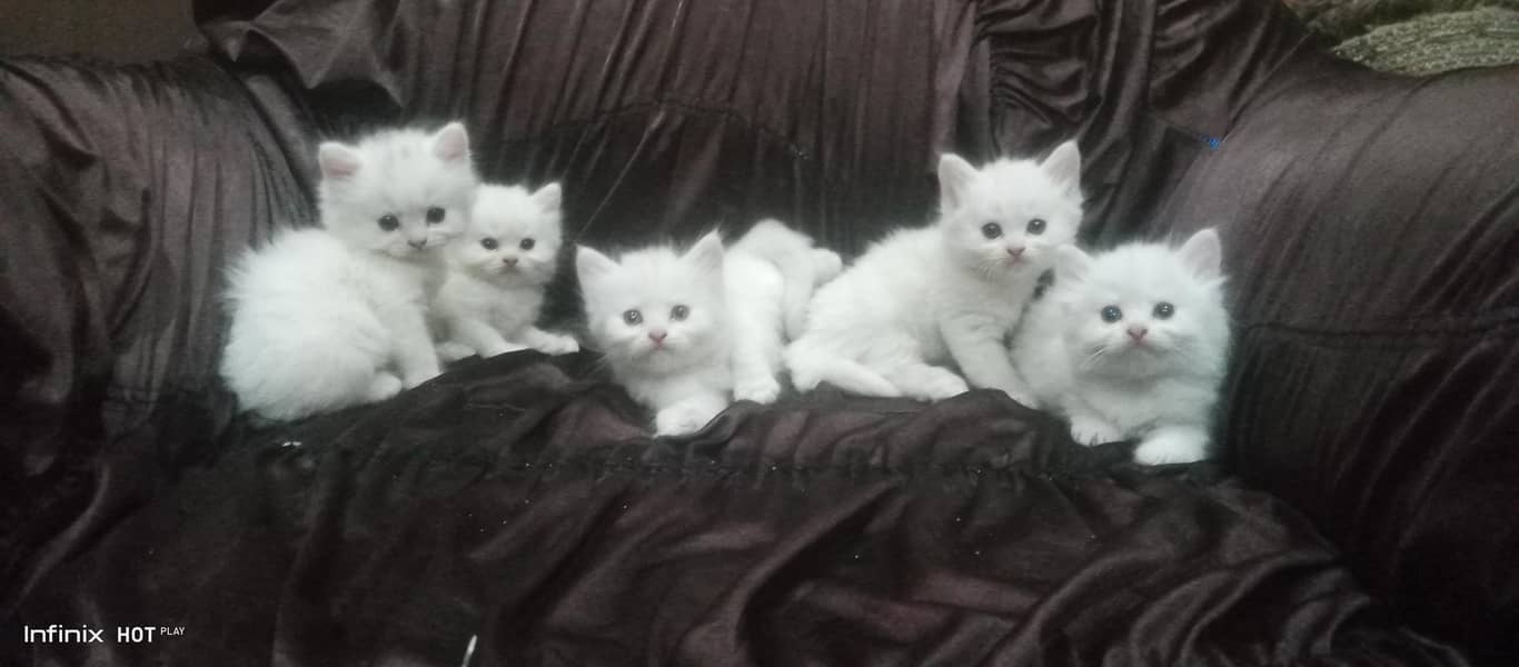 kittens 0