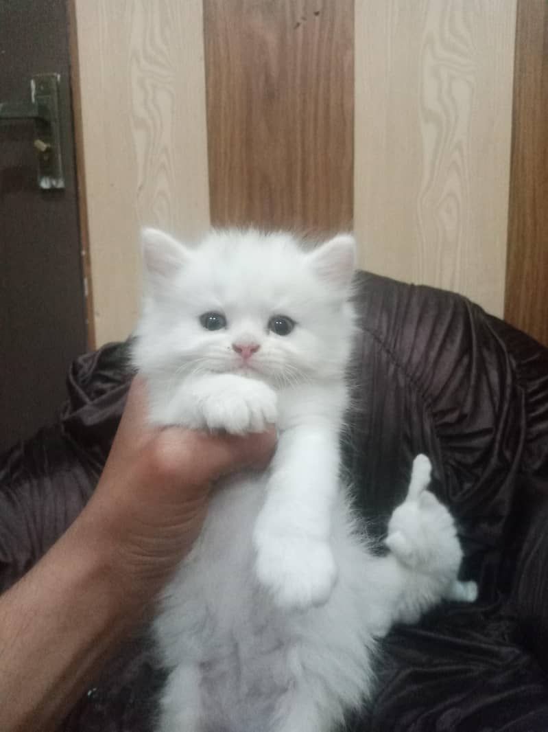 kittens 1