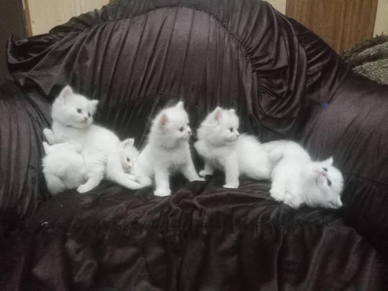 kittens 2