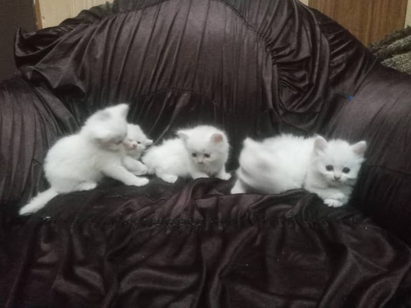 kittens 3