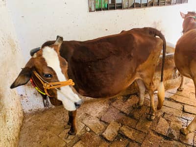 jersey Cow With kid