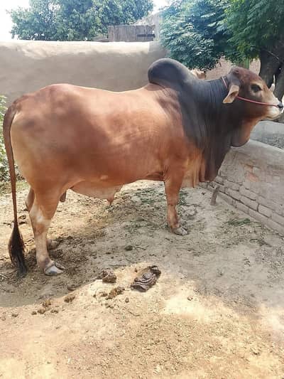 qurbani ka janwar