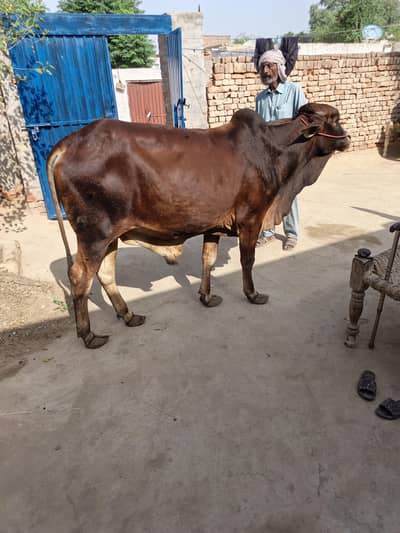 2 dant