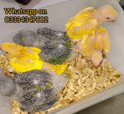 yellow parrot /chicks/baby / Chicks /toty/ raw/ aseel murgy