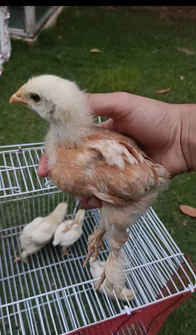 buff heavy and aseel heera chicks