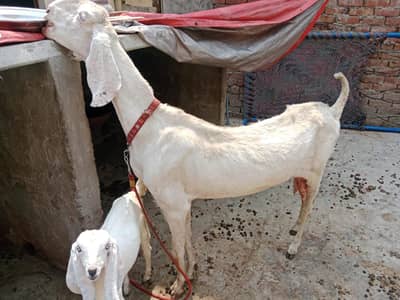 Rajan puri bakri