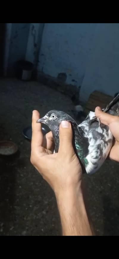 pigeon
