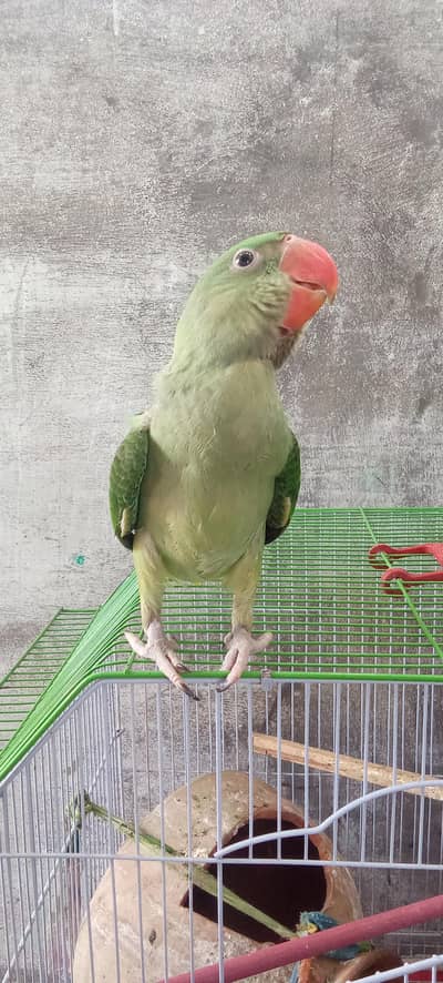 Kasmiri Raw Parrot Chick