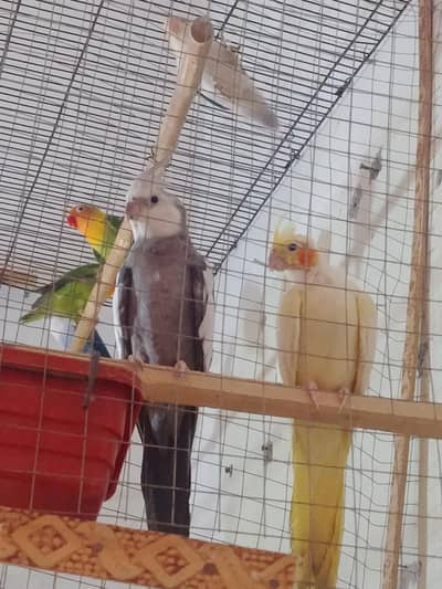 Breeder cocktail pair tail nail fly all ok
