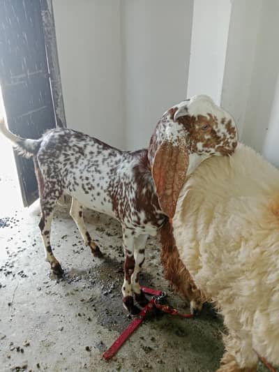 makhi china bakra