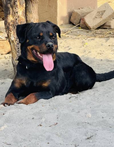 Rottweiler pedigree female