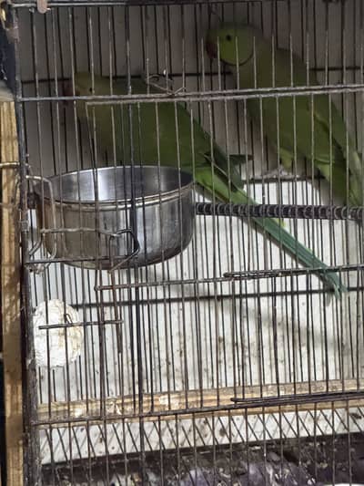 Green parrots pair