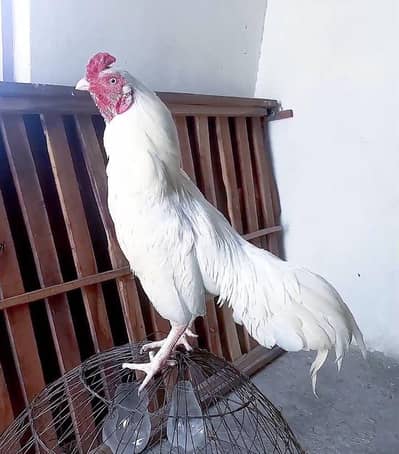 Heera aseel male, cage 03441966614