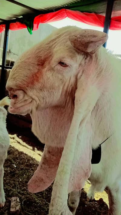 Gulabi bakra