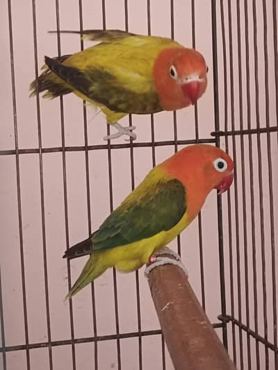breeding pair for sale 03316427993 Whatsapp aseel exchange