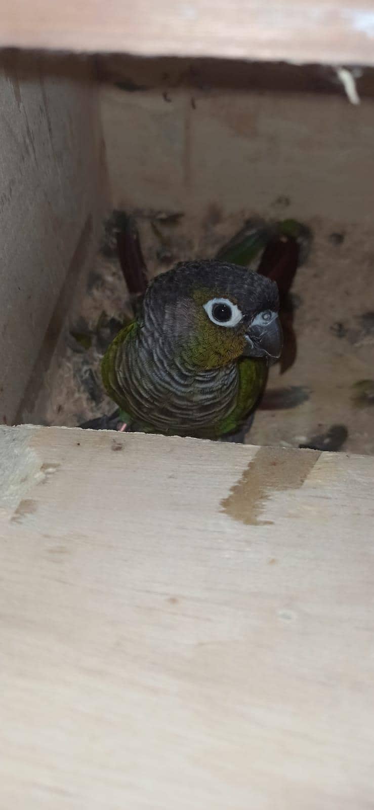 Green conure 0