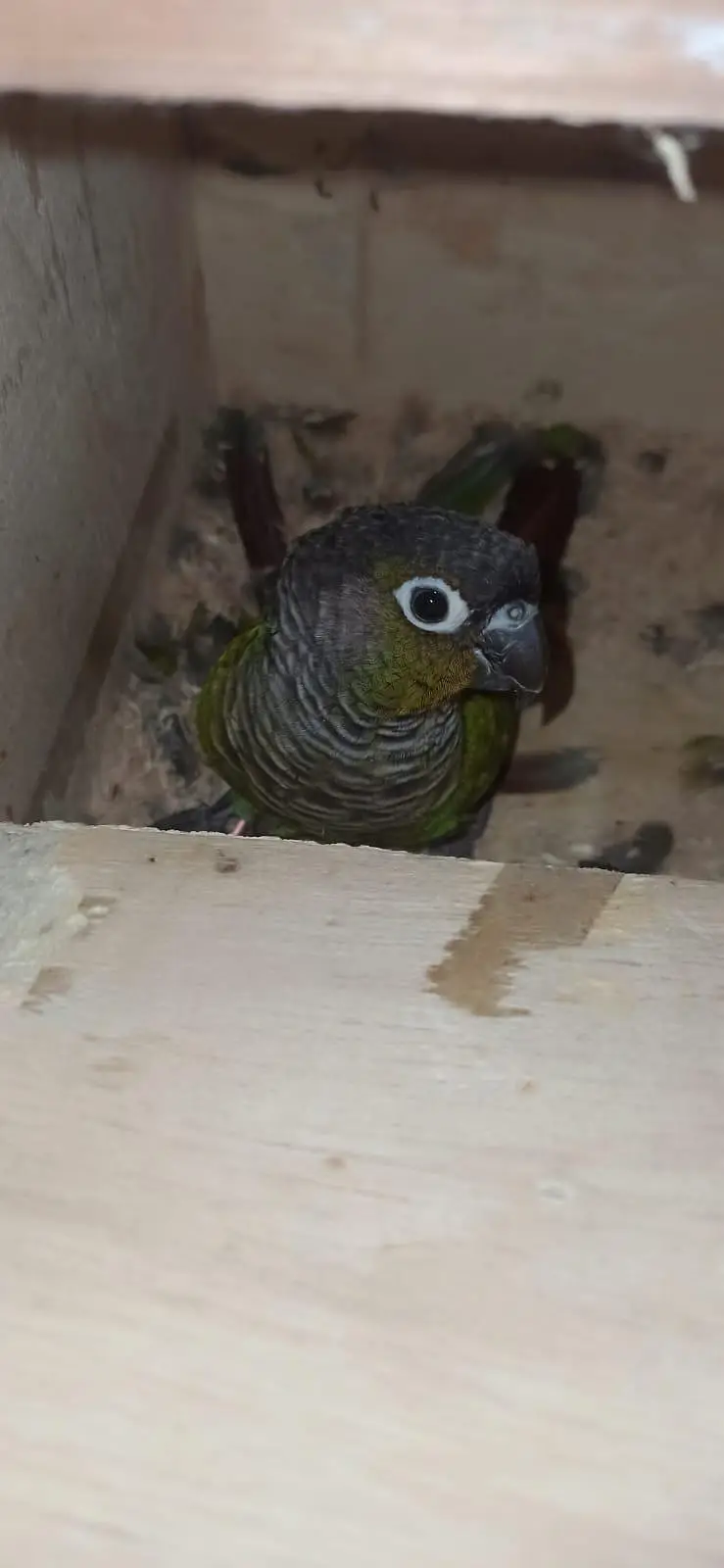 Green conure