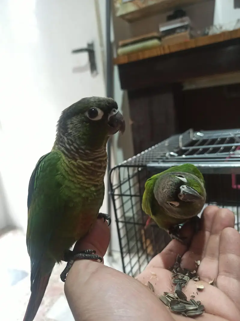 Green conure — photo 2