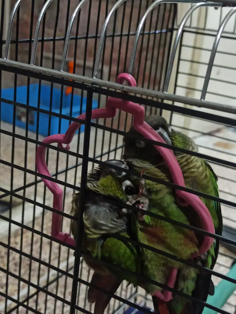 Green conure — photo 3