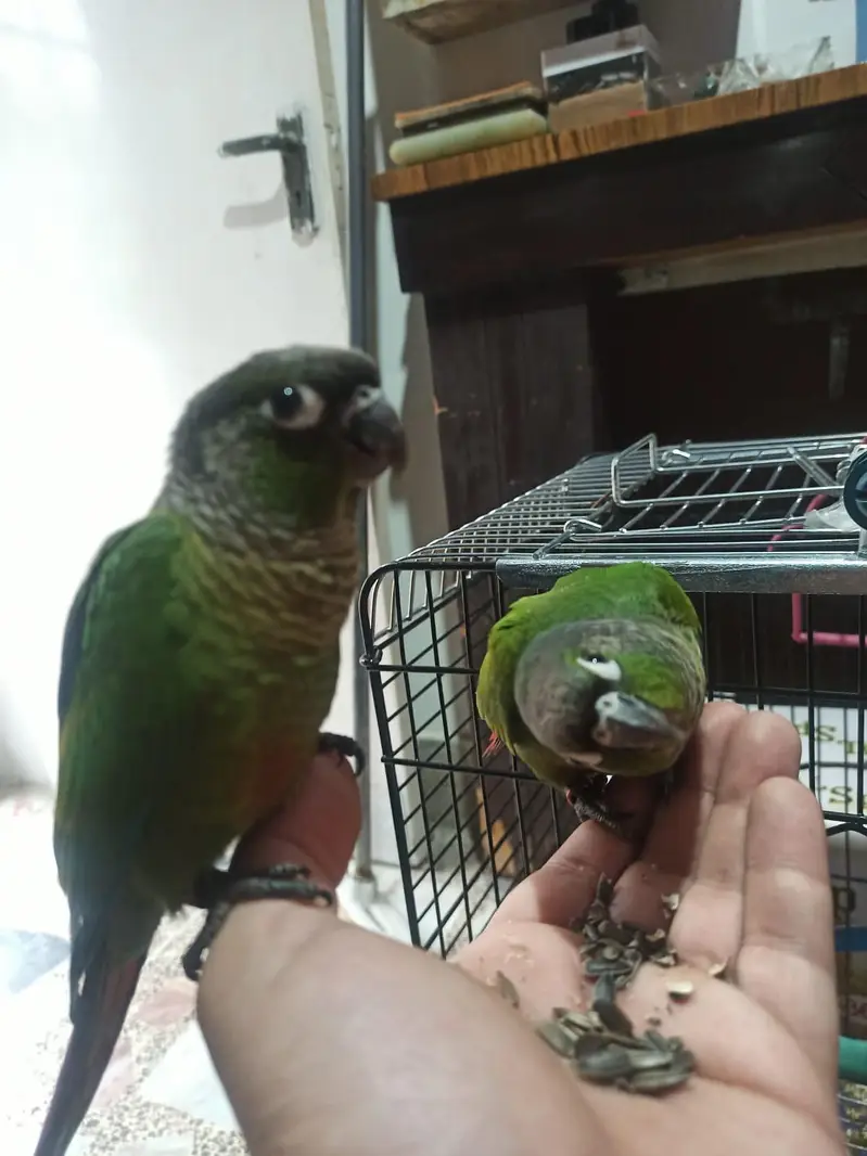 Green conure — photo 4