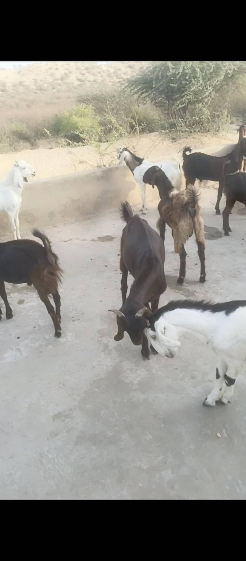 bakra 0