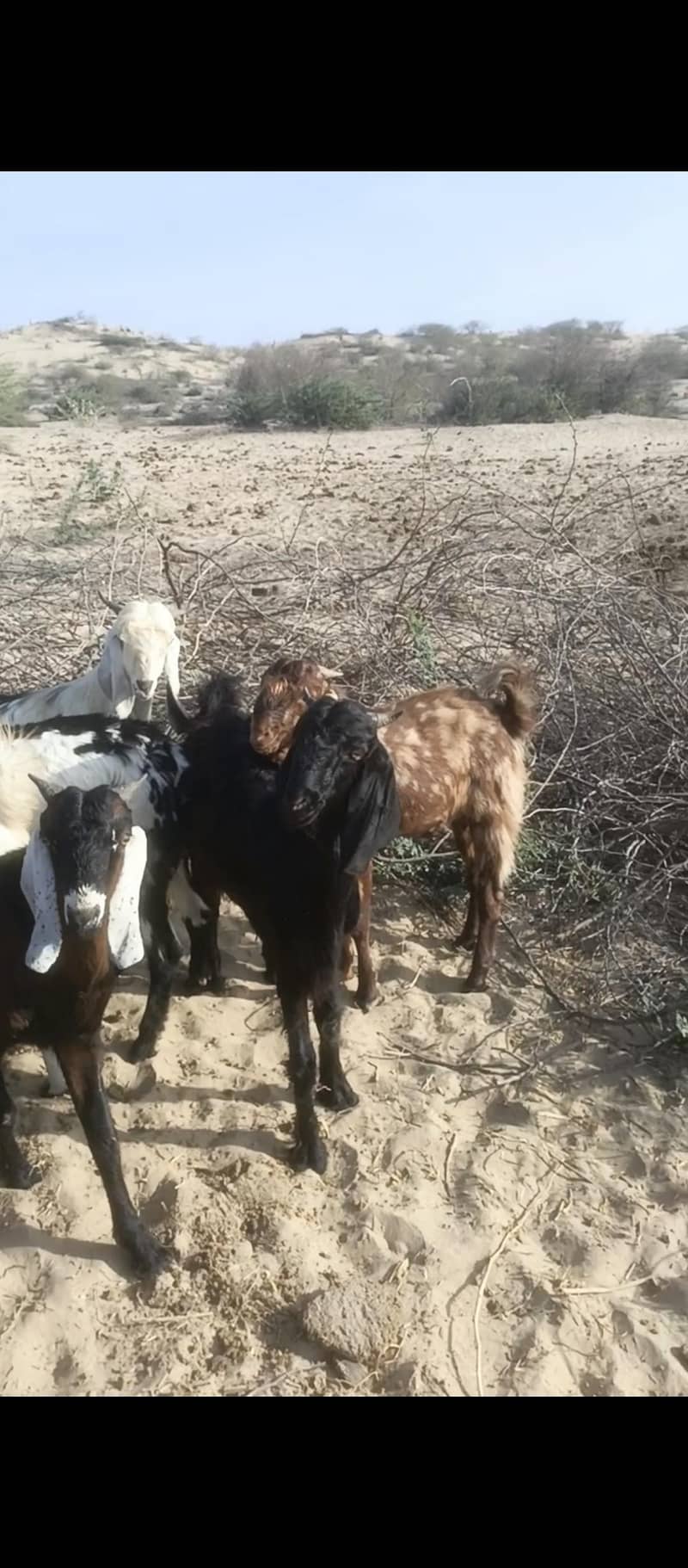 bakra 1
