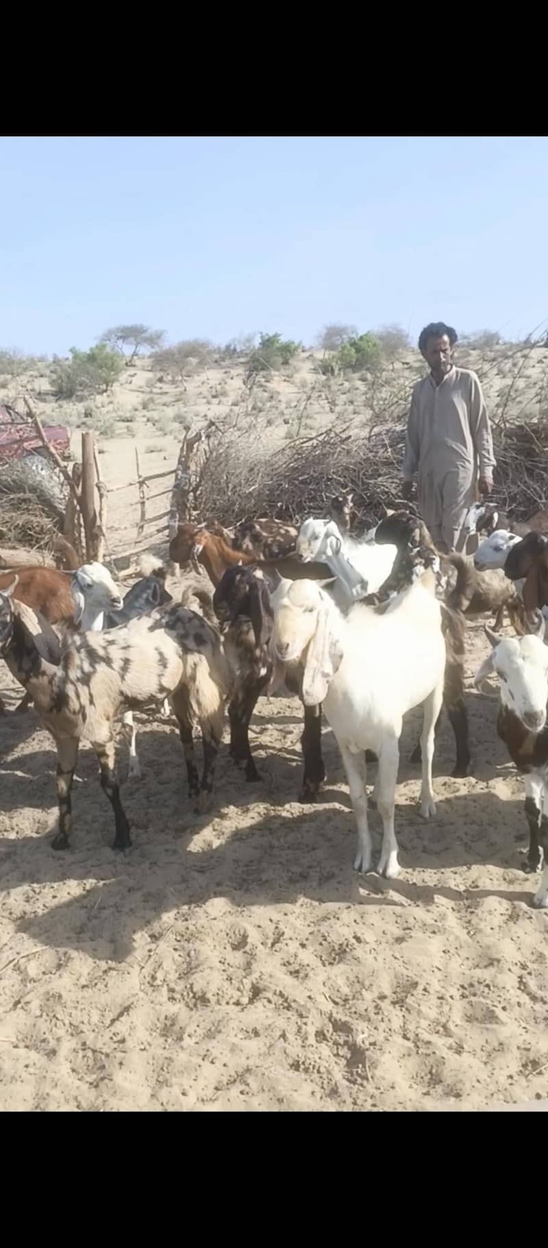 bakra 2