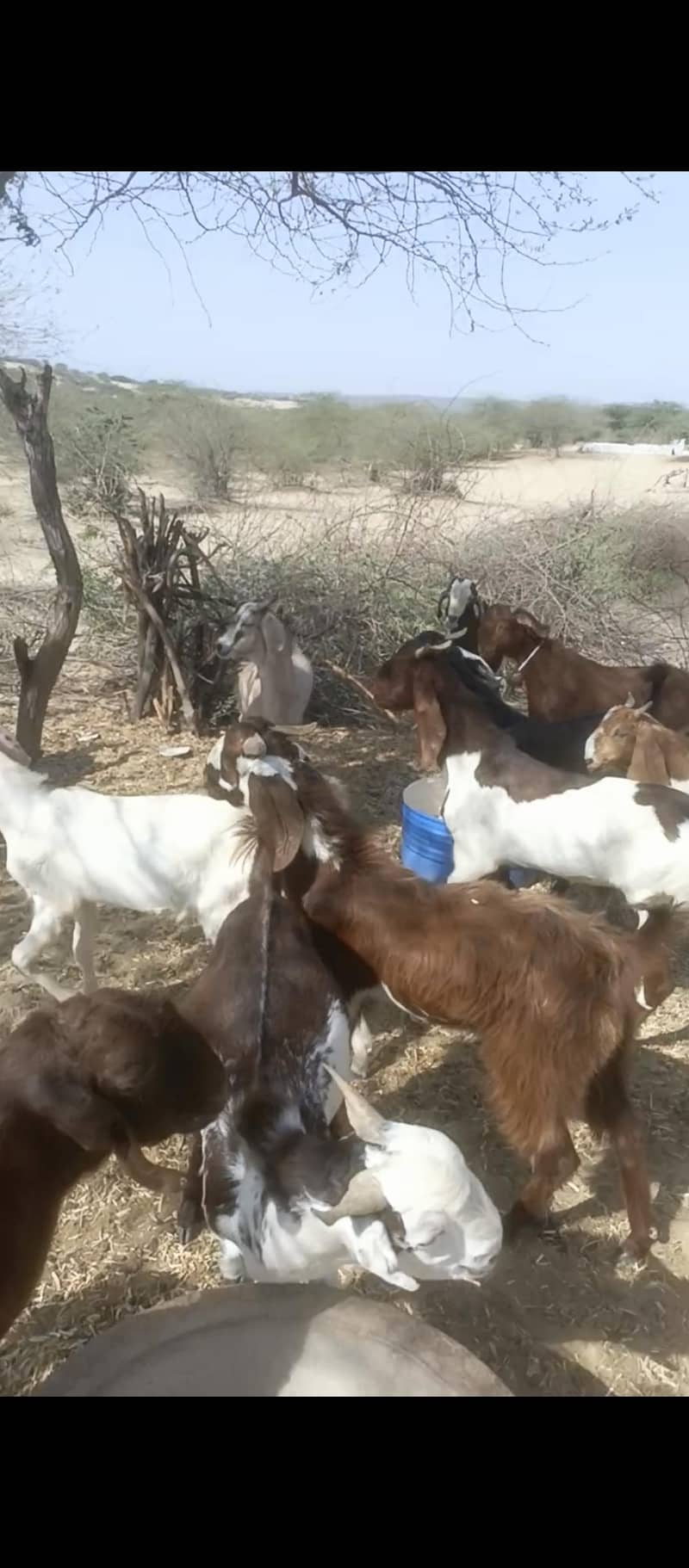bakra 3