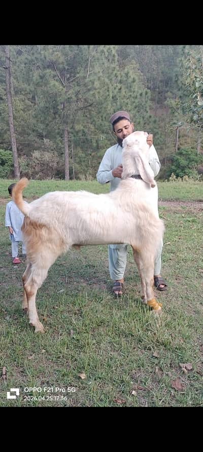 Bakra for sale