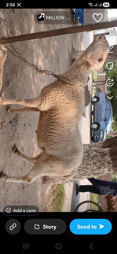Qurbani 2026 Gar ka pala chatra